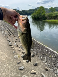 ラージマウスバスの釣果