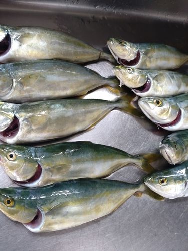 ワカシの釣果