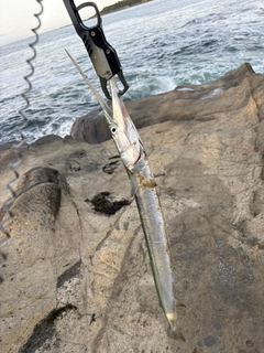 ダツの釣果