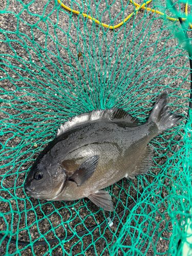 グレの釣果