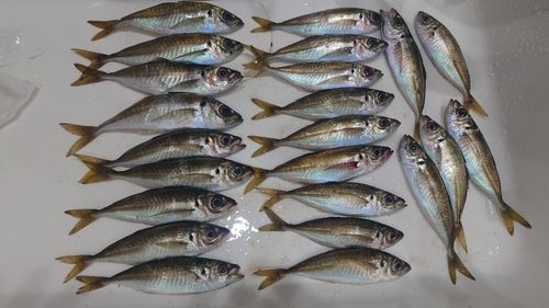 アジの釣果
