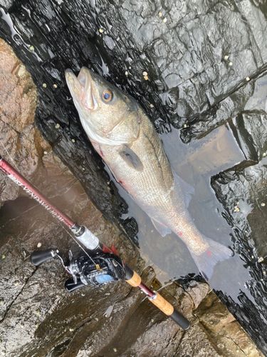 マルスズキの釣果
