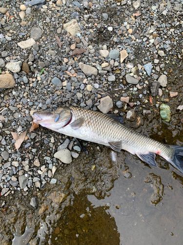 ニゴイの釣果