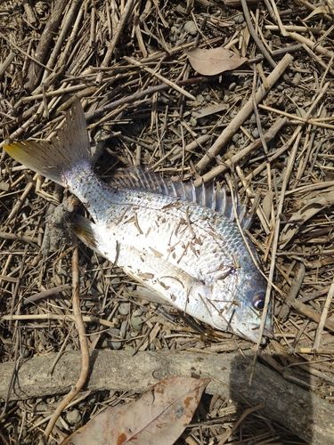 キビレの釣果