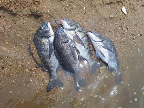 チヌの釣果