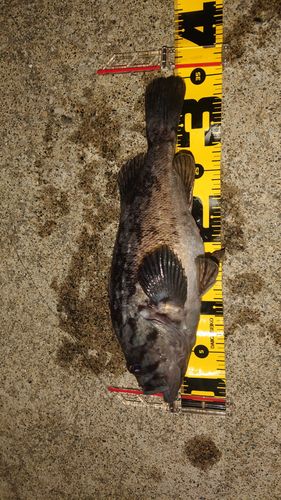 クロソイの釣果