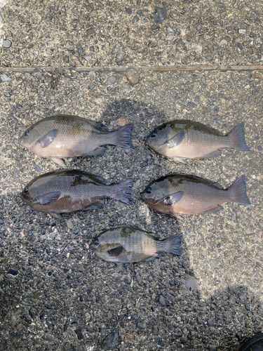 メジナの釣果