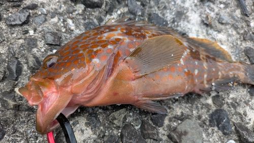 キジハタの釣果