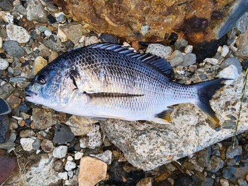 キビレの釣果