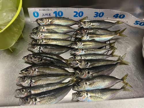 アジの釣果