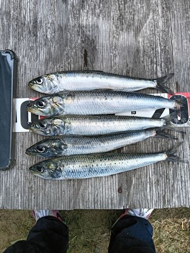 イワシの釣果