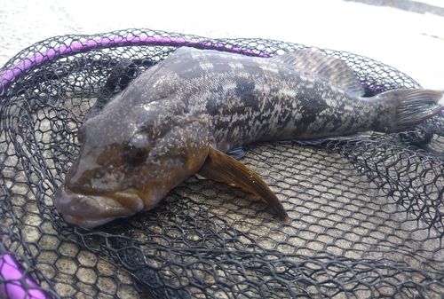 アイナメの釣果