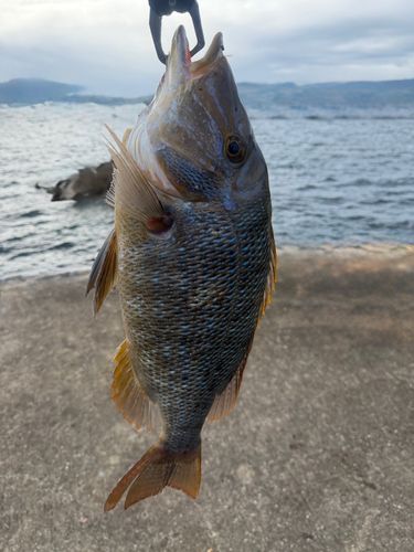 ハマフエフキの釣果