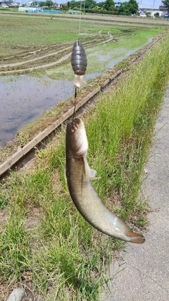ナマズの釣果