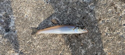 キスの釣果