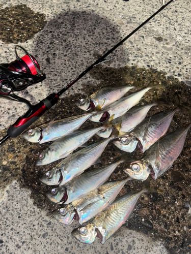 アジの釣果