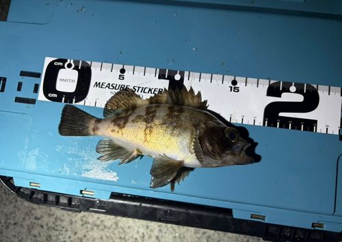 メバルの釣果