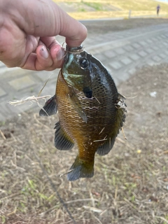 ブルーギルの釣果
