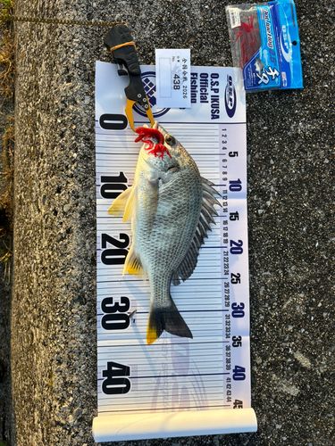 キビレの釣果