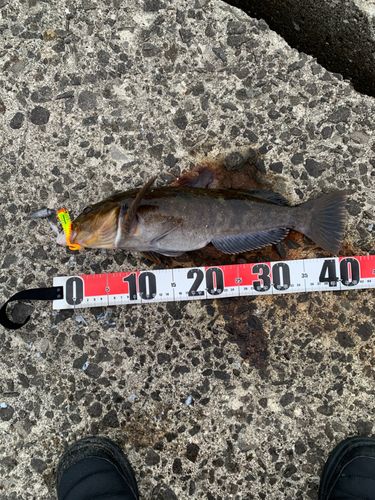 アイナメの釣果