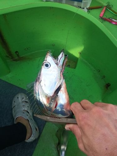タチウオの釣果