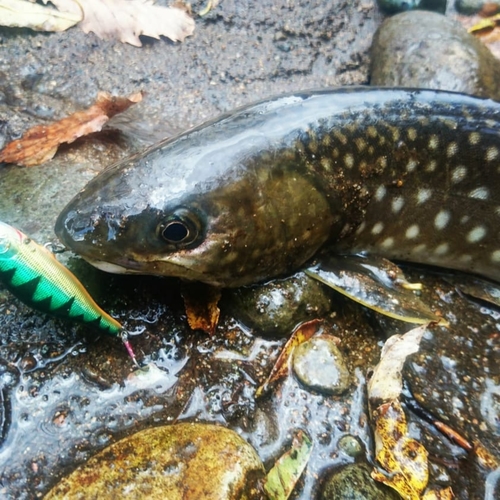 エゾイワナの釣果