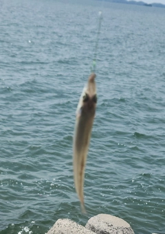 シロギスの釣果