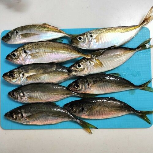 アジの釣果