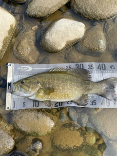 スモールマウスバスの釣果