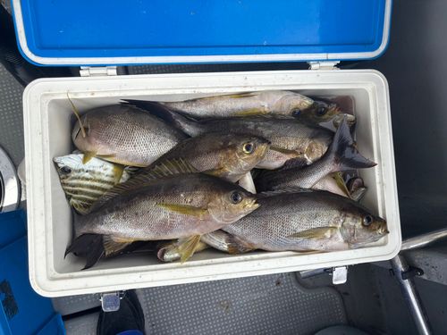 イサキの釣果