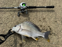 キビレの釣果