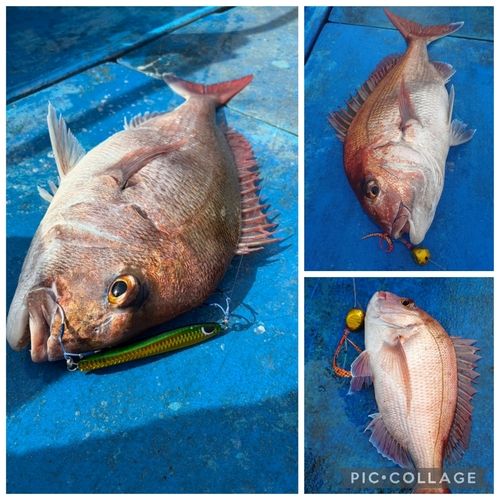マダイの釣果