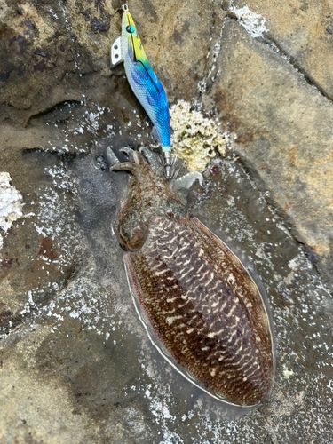 コウイカの釣果