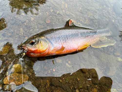 ウグイの釣果