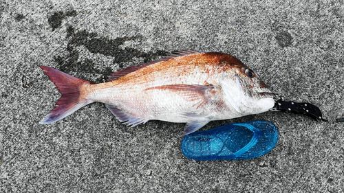 マダイの釣果