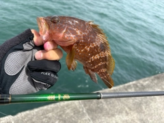 キジハタの釣果