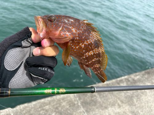 キジハタの釣果