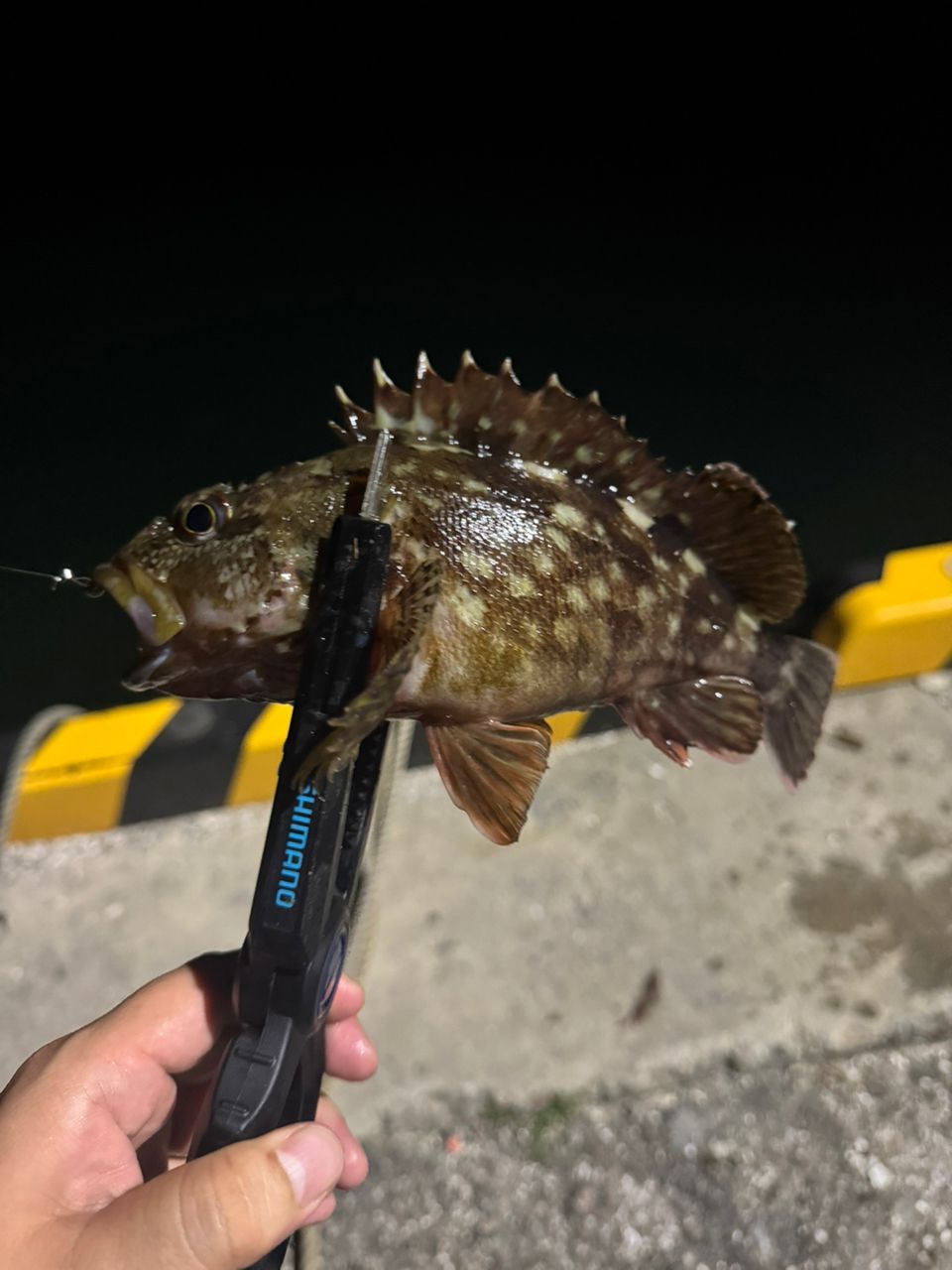 DAIWA 23レガリス LT2000S-Pの最安値・インプレ・釣果 | 本音の口コミ