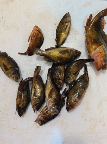 メバルの釣果