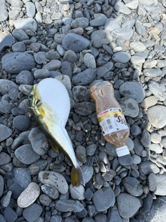シロサバフグの釣果