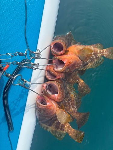 キジハタの釣果