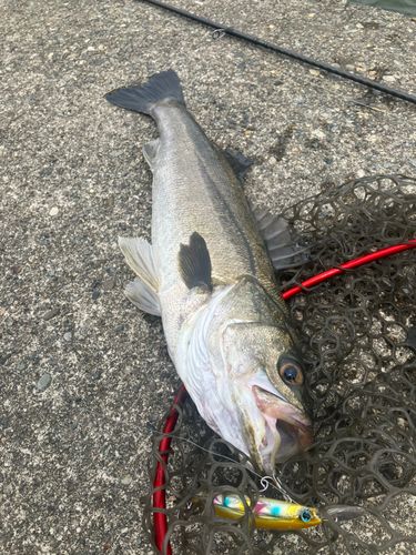 スズキの釣果