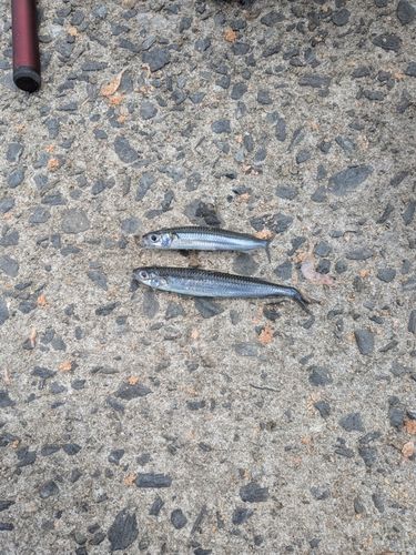 イワシの釣果