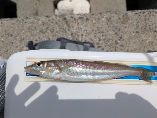 キスの釣果
