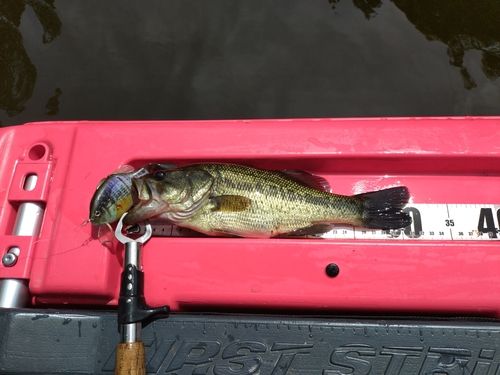 ブラックバスの釣果