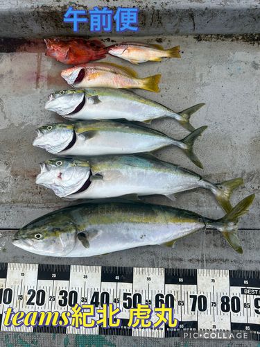 メジロの釣果
