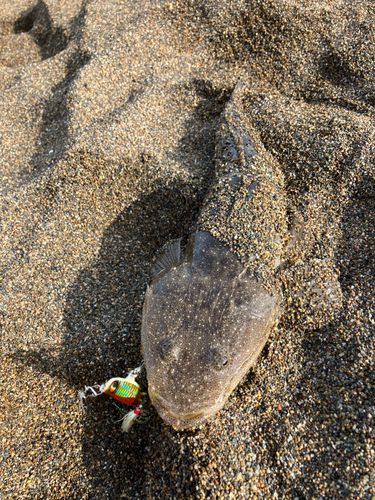 マゴチの釣果