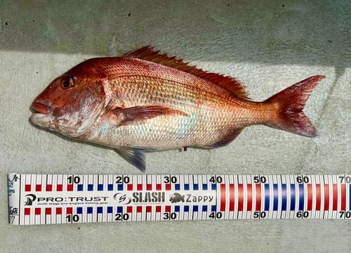 マダイの釣果