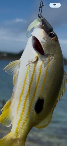ヤマトビーの釣果