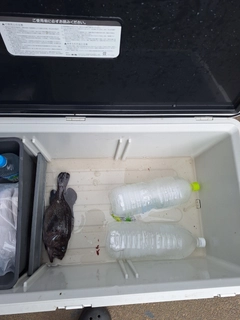 ソイの釣果
